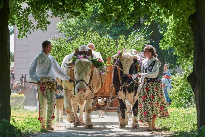Grafika artykułu: zdjęcie wykonane podczas Festynu Zielonoświątkowego, widać na nim kobietę i mężczyznę w strojach ludowych, prowadzą wóz, dwie krowy ozdobione kwiatami, za nimi drewniany wóz. 