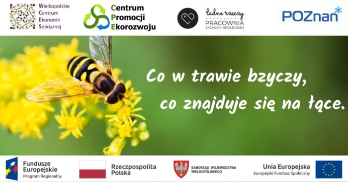 Grafika artykułu: W centrum zdjęcie pszczoły, siedzącej na żółtym kwiacie, po lewej stronie duży, biały napis "Co w trawie bzyczy, zo znajduje się na łące. Na górze i na dole, na białych paskach logotypy organizatorów, partnerów i podmiotów finansujących projekt. 
