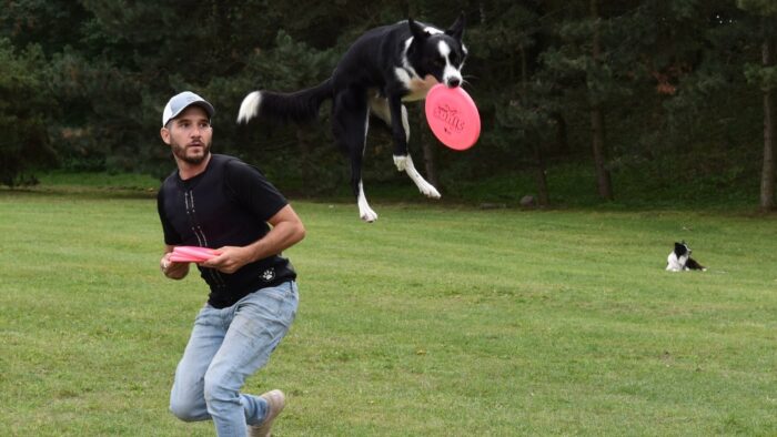 Grafika artykułu: Zdjęcie psa w powietrzu trzymającego w pysku frisbee, za nim mężczyzna, na drugim planie drugi pies leżący na trawie.