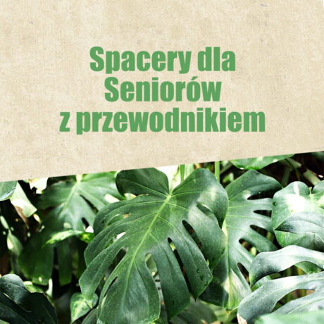 Grafika artykułu: Na mlecznym tle zielony napis "Spacery dla Seniorów z przewodnikiem", poniżej zdjęcie zielonych liści.