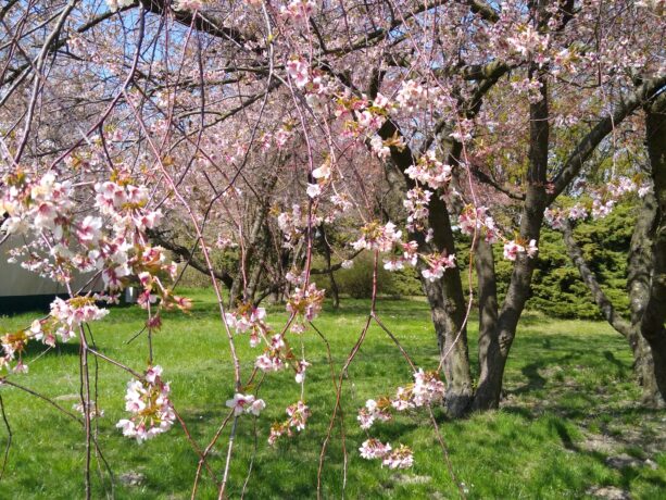 Grafika artykułu: na zdjęciu kwitnące drzewa, na gałązkach biało-różowe kwiatki