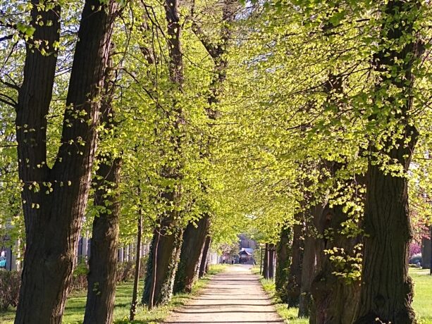 Grafika artykułu: zdjęcie parkowej alejki, wzdłuż ścieżki wysokie drzewa z zielonymi liśćmi. 