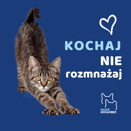 Grafika artykułu: na granatowym tle po lewej stronie zdjęcie burego kota, przeciąga się, patrzy na wprost, po prawej stronie napis: "Kochaj, nie rozmnażaj", poniżej logotyp programu "nasze kociambry".