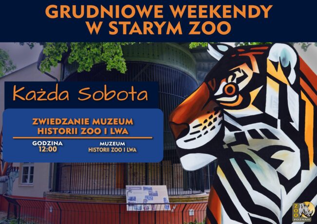 Grafika artykułu: plakat informacyjny, w centrum na granatowym tle informacje na temat zwiedzań Muzeum Historii Zoo i Lwa, po prawej stronie grafika lwiej głowy, w tle zdjęcie tzw. Starej Lwiarni.