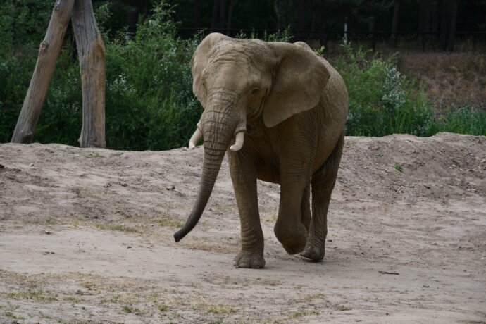 Fotografia przedstawia słonia chodzącego po piasku. W tle zielone rośliny i sucha trawa